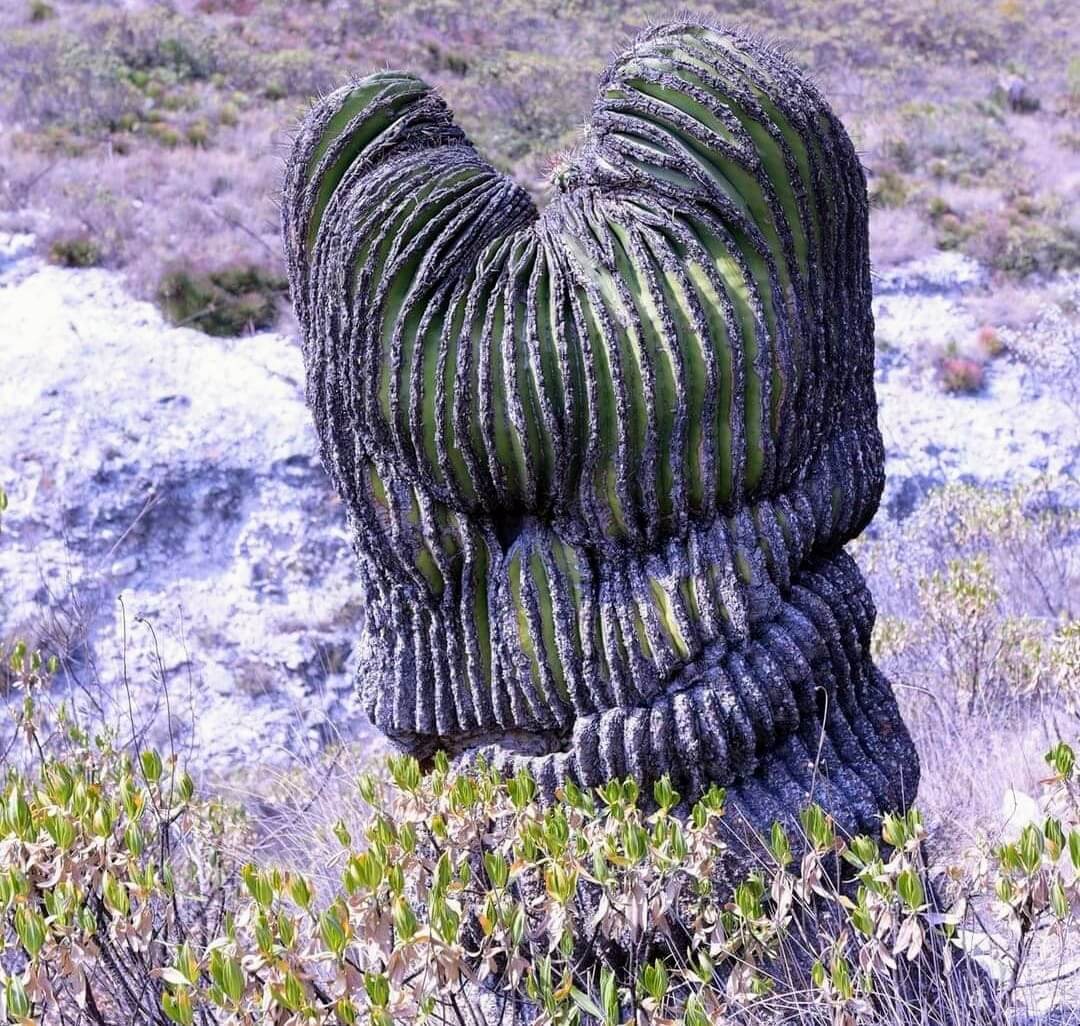 Echinocactus platyacanthus